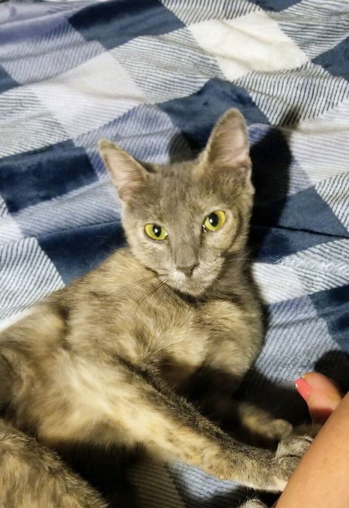 Photo 2 of Freya cat