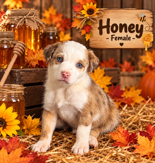 Pumpkin Patch Pups : Honey, a dog for adoption from Stray Haven Inc
