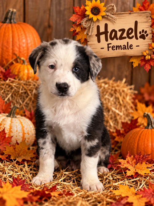 Pumpkin Patch Pups : Hazel, a dog for adoption from Stray Haven Inc