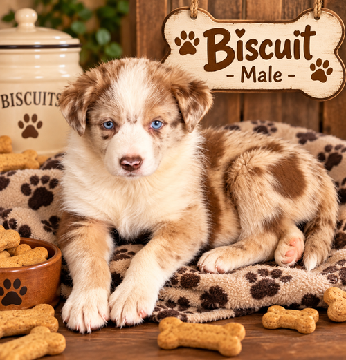 Pumpkin Patch Pups : Biscuit, a dog for adoption from Stray Haven Inc