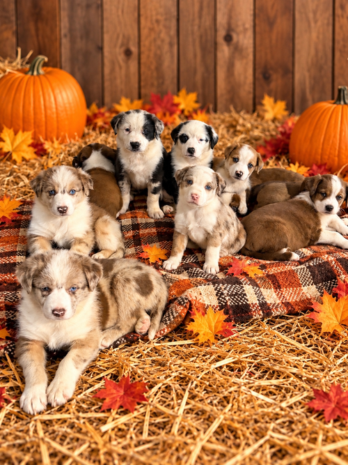 Photo 2 of Pumpkin Patch Pups : Biscuit