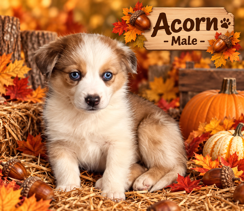Pumpkin Patch Pups : Acorn, a dog for adoption from Stray Haven Inc