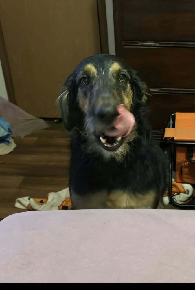 Molly Doo, Labrador Retriever