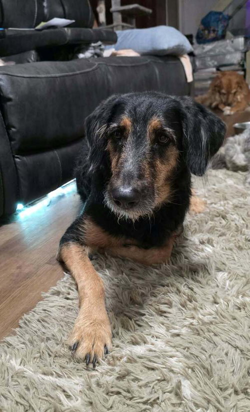 Molly Doo, a dog for adoption from Stray Haven Inc