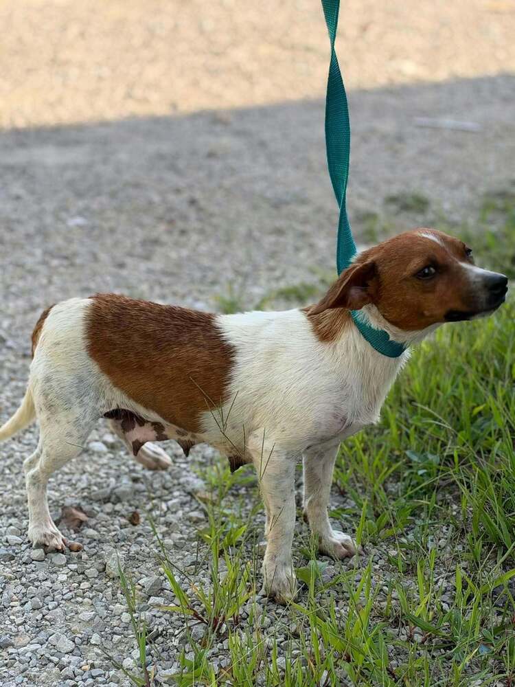 June Buggy, Jack Russell Terrier