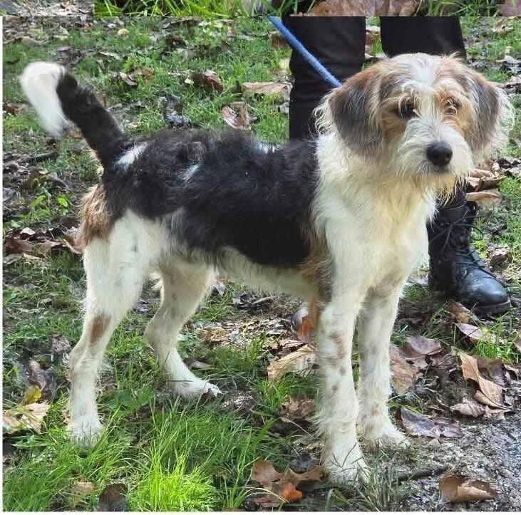Dj, Wirehaired Fox Terrier