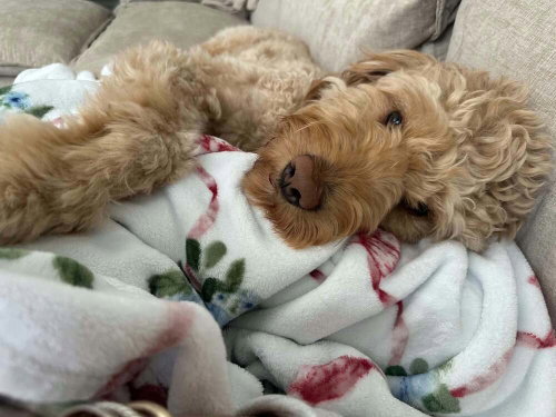 Photo 3 of Jax Doo