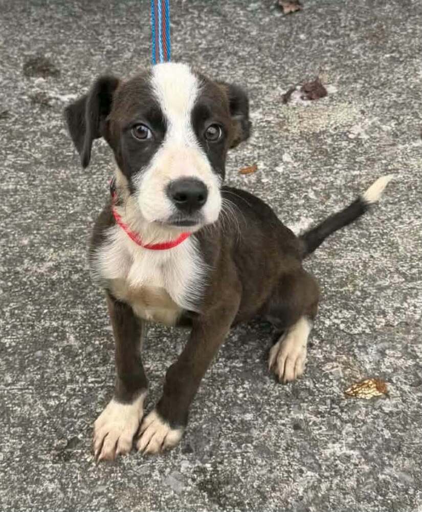 River Boy, Boxer