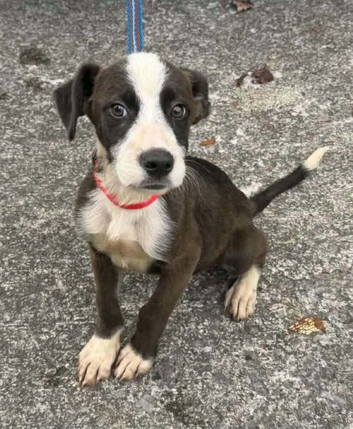 River Boy, a dog for adoption from Stray Haven Inc