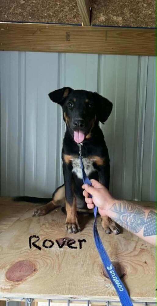 Rover Ralph, German Shepherd Dog