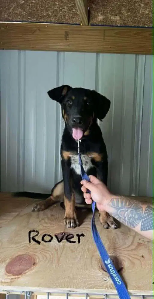 Rover Ralph - German Shepherd Dog