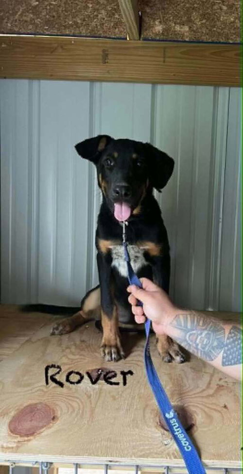 Rover Ralph, a dog for adoption from Stray Haven Inc