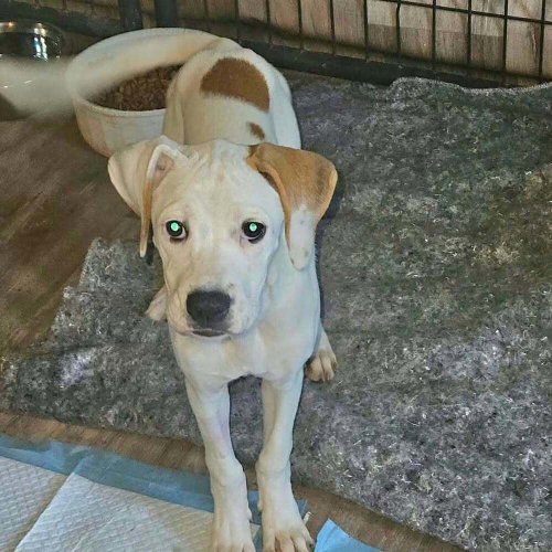 Sibbies : Yuki, a dog for adoption from Stray Haven Inc