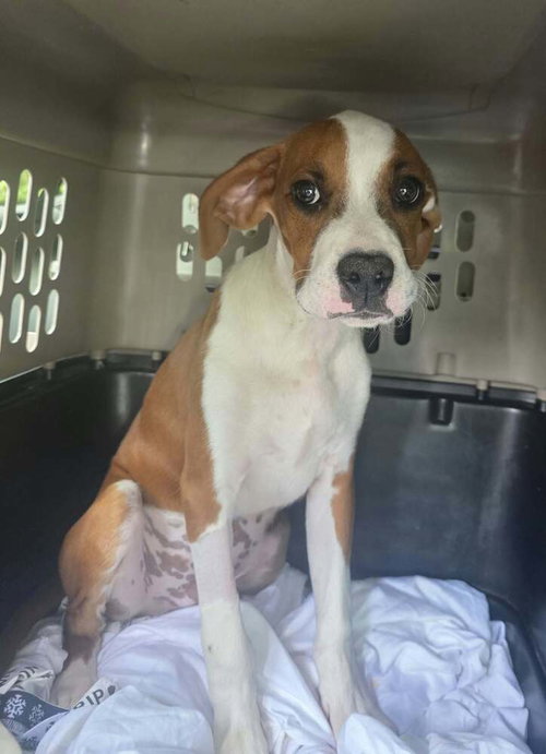Sibbies : Bruce, a dog for adoption from Stray Haven Inc