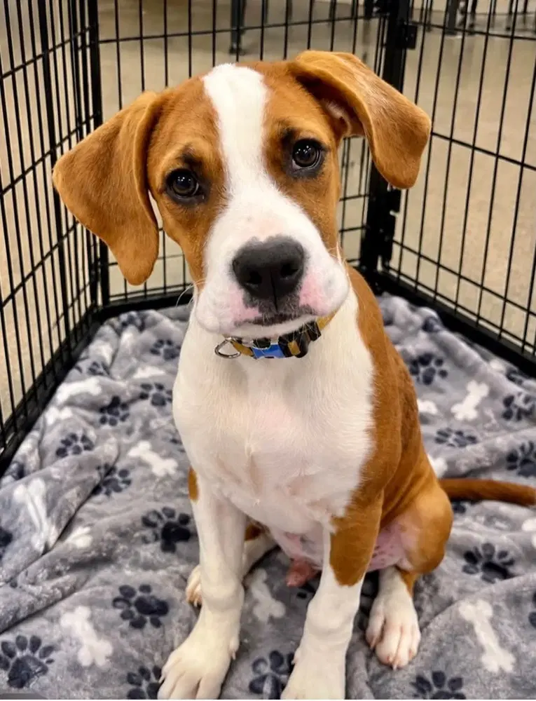 Sibbies  Bruce - Boxer
