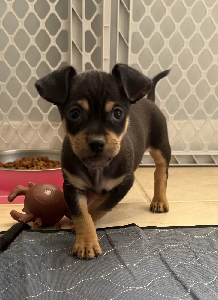 Sons Of Dracula  Billy Bob - Chihuahua