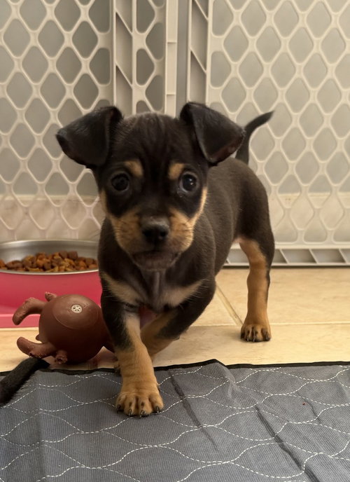 Sons of Dracula : Billy Bob, a dog for adoption from Stray Haven Inc