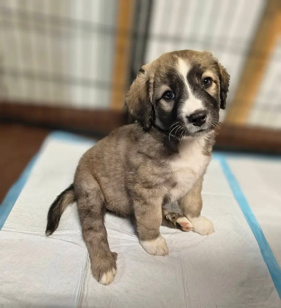 Candy Bars  Kit Kat - Border Collie