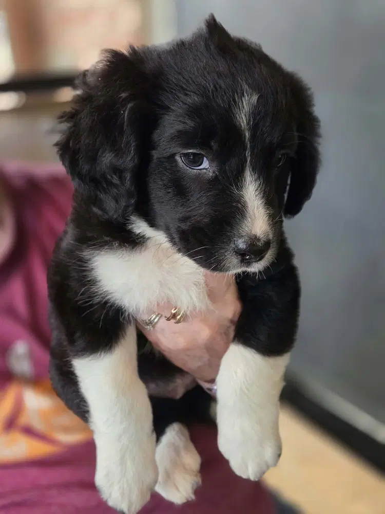 Candy Bars  Baby Ruth - Border Collie