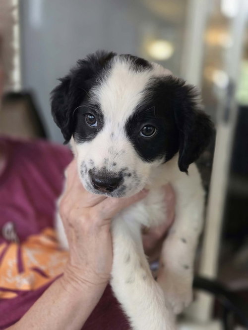Candy Bars : Twix, a dog for adoption from Stray Haven Inc
