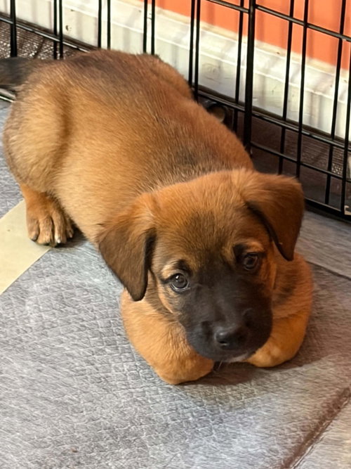 Voyager : Tom Paris, a dog for adoption from Stray Haven Inc
