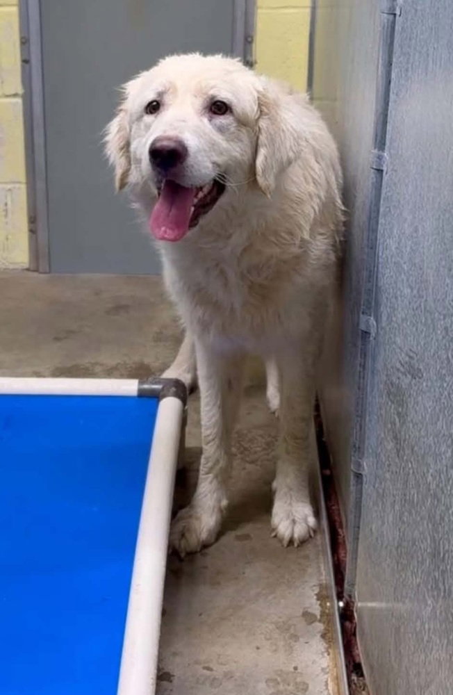 Nona, Great Pyrenees