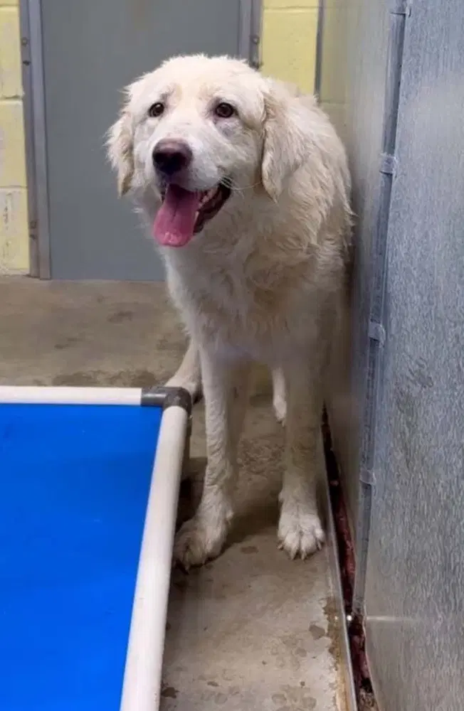 Nona - Great Pyrenees