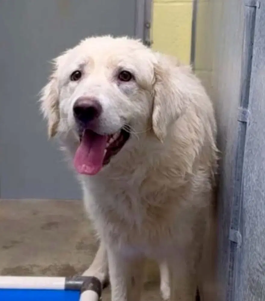 Nona - Great Pyrenees