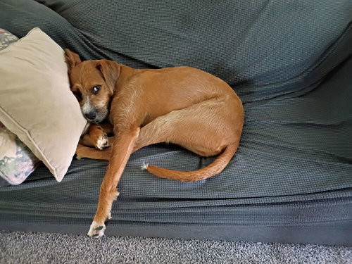 Photo 3 of Bruno Doo (Rudy)