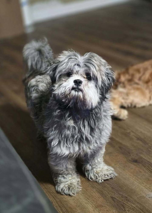Patsy Tzu, a dog for adoption from Stray Haven Inc