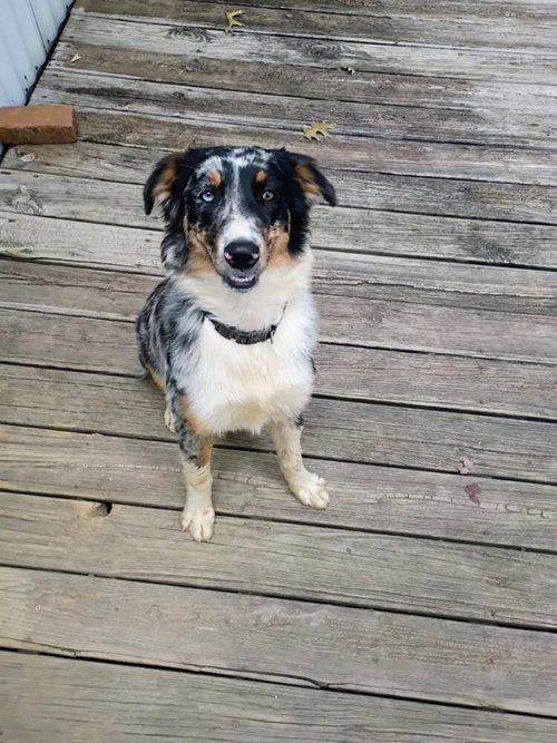 Roxi Auxi, a dog for adoption from Stray Haven Inc