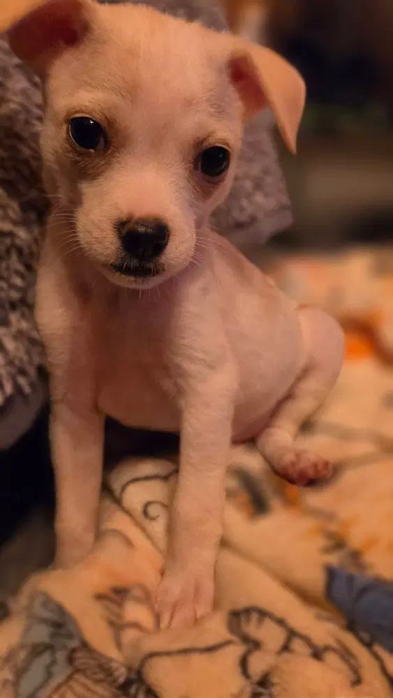 Country Cuties  Reba - Chihuahua