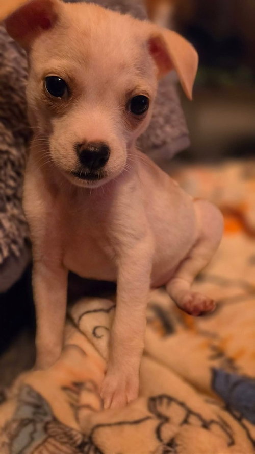 Country Cuties : Reba, a dog for adoption from Stray Haven Inc