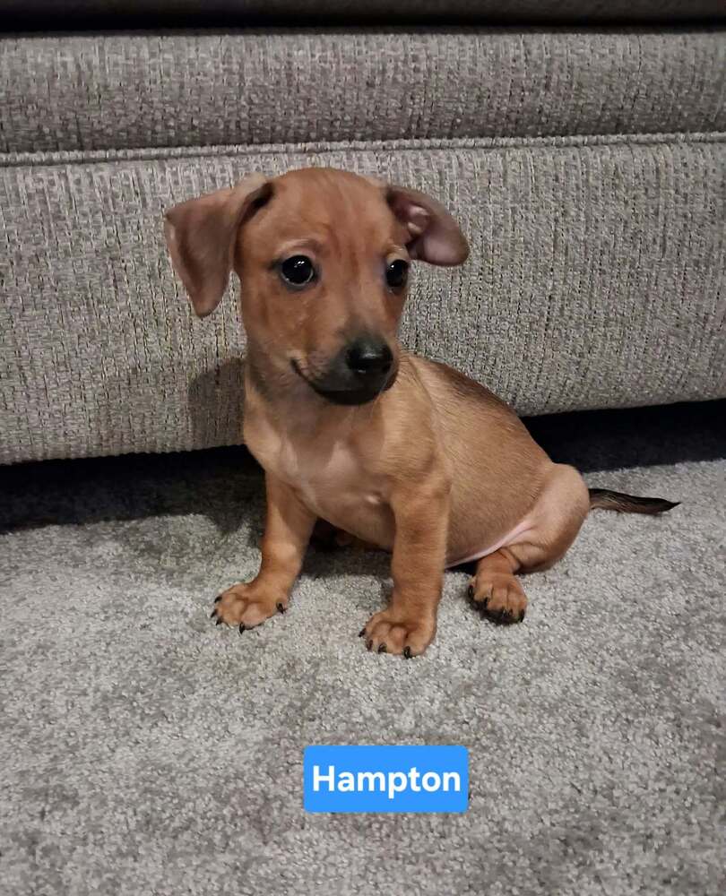 Hotel  Hampton - Chihuahua