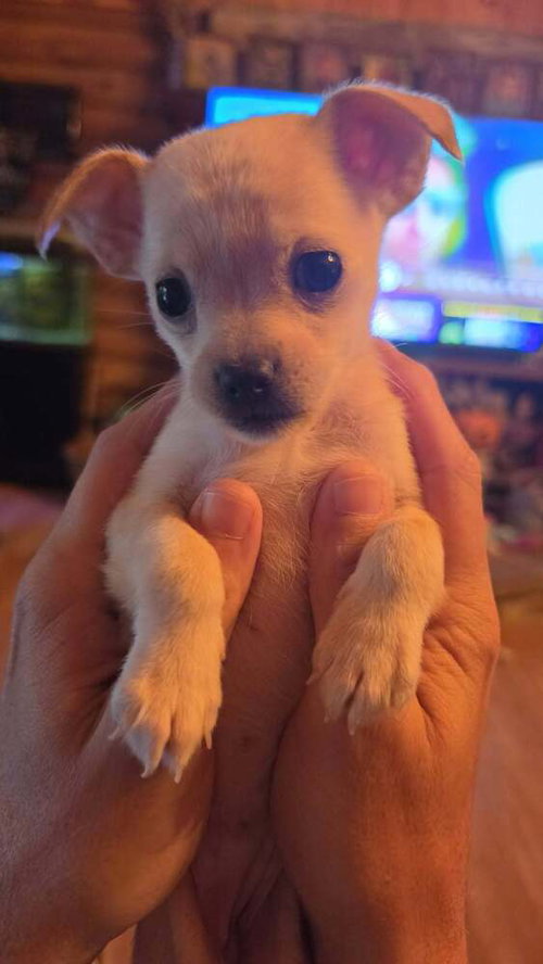 Country Cuties : Dolly, a dog for adoption from Stray Haven Inc