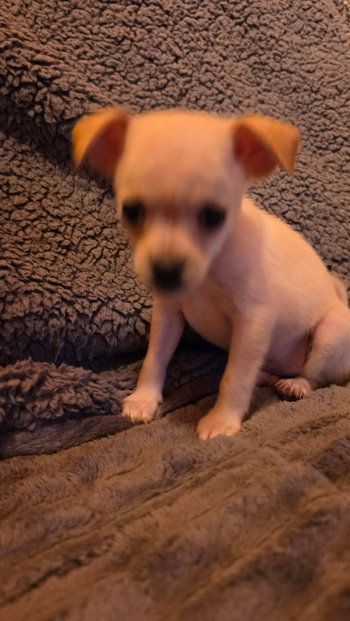Photo 2 of Country Cuties : Dolly