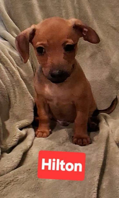 Hotel : Hilton, a dog for adoption from Stray Haven Inc