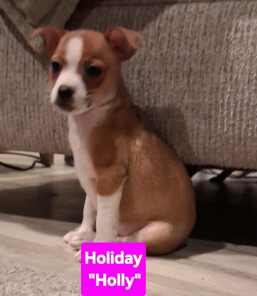 Hotel  Holiday