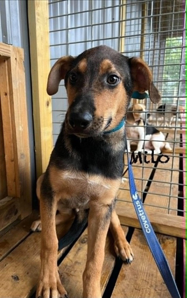 Milo Ralph