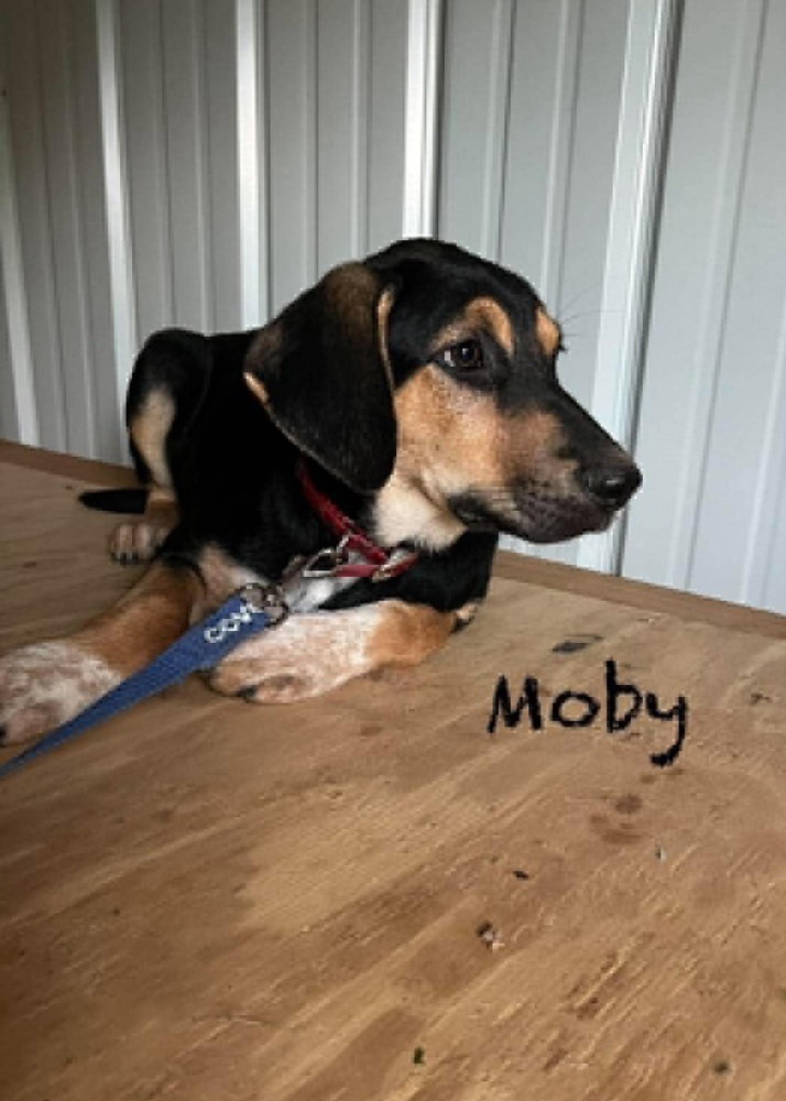 Moby Ralph