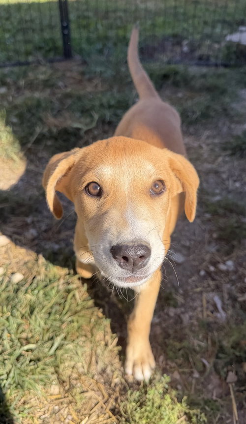 Georgia : Savannah, a dog for adoption from Stray Haven Inc