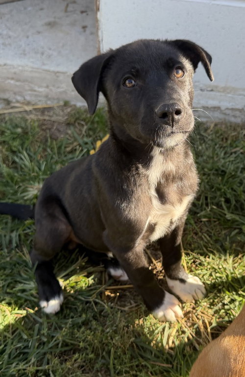 Georgia : Tucker, a dog for adoption from Stray Haven Inc