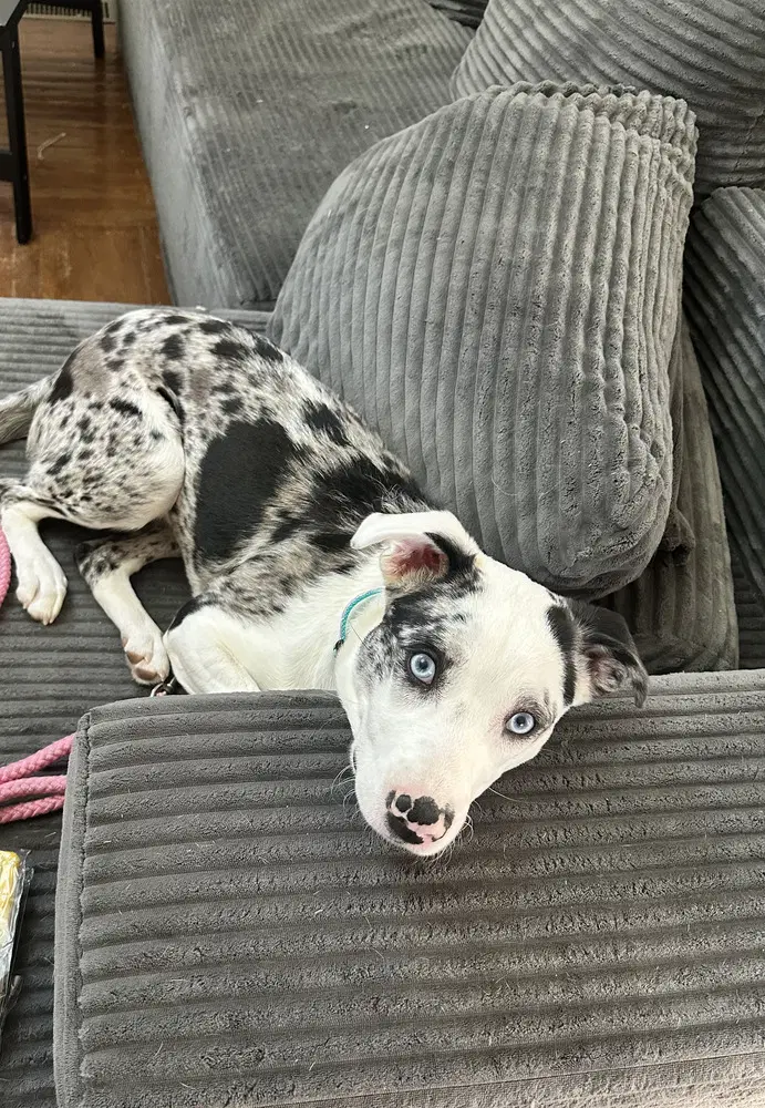 Virgin River  Lizzie Lexi - Australian Shepherd