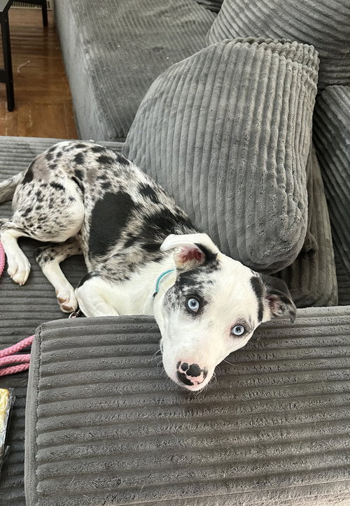 Virgin River : Lizzie (Lexi), a dog for adoption from Stray Haven Inc