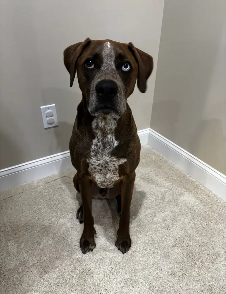 Ra Paws  Rafe Otter - Redbone Coonhound