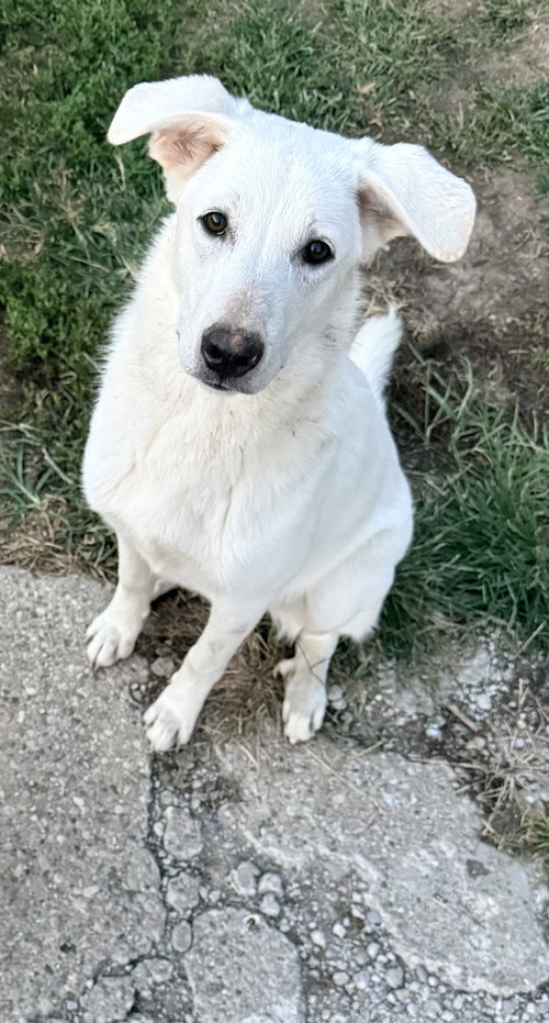 Ruby's Rowdies : Blondie (Mickey), a dog for adoption from Stray Haven Inc