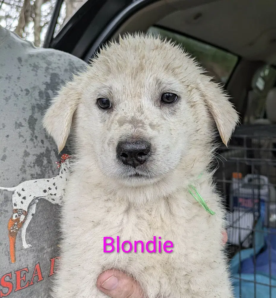 Ruby's Rowdies  Blondie Mickey image 4