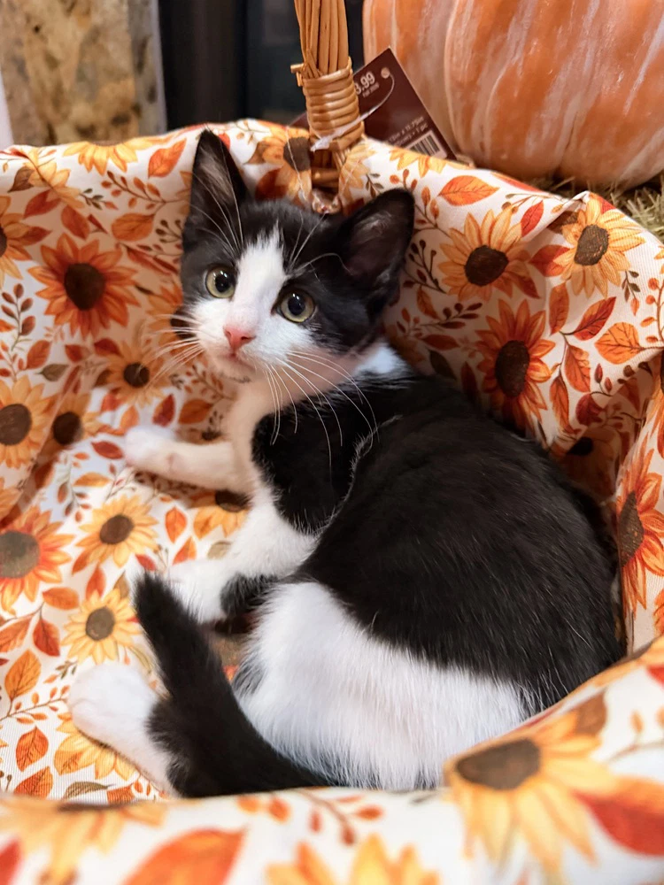 Disney Kitties  Giselle