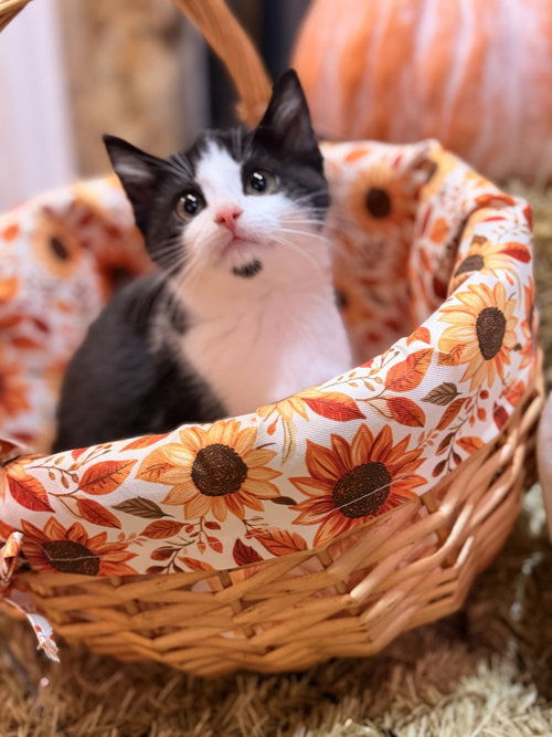 Photo 2 of Disney Kitties : Giselle