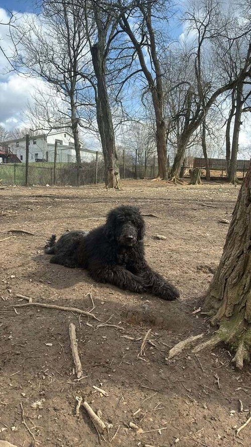 ChaCha, a dog for adoption from Stray Haven Inc